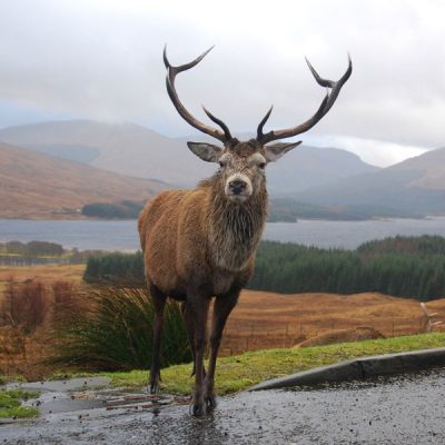 scotland-stag See Scotlands Stag